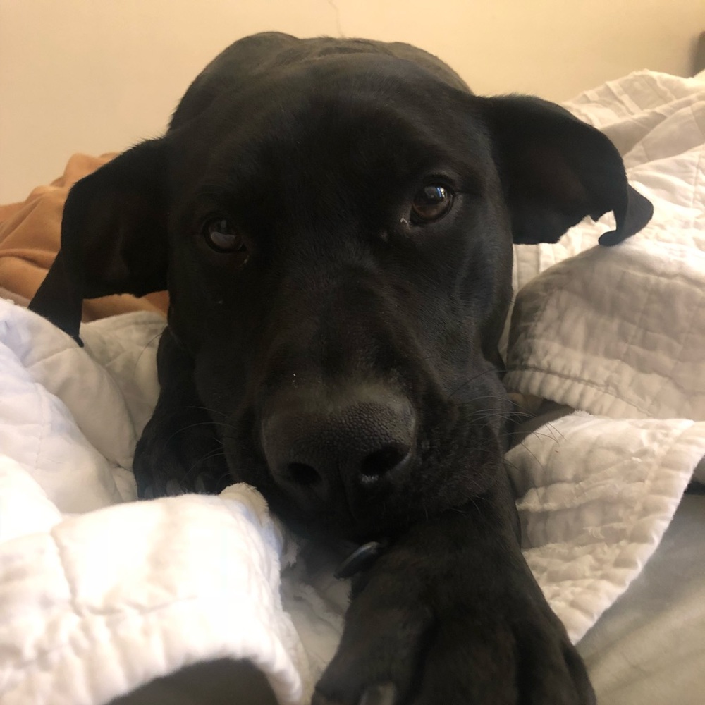 Meet your Posher, Samantha